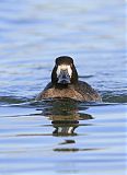 Lesser Scaup